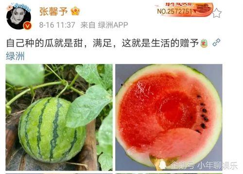 娱乐圈吃瓜的图片,吃瓜图鉴揭秘明星幕后故事